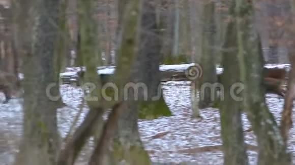 野猪群在森林里奔跑视频的预览图