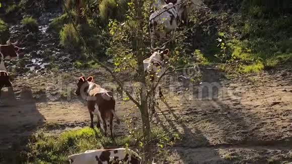 奶牛在湖边散步视频的预览图