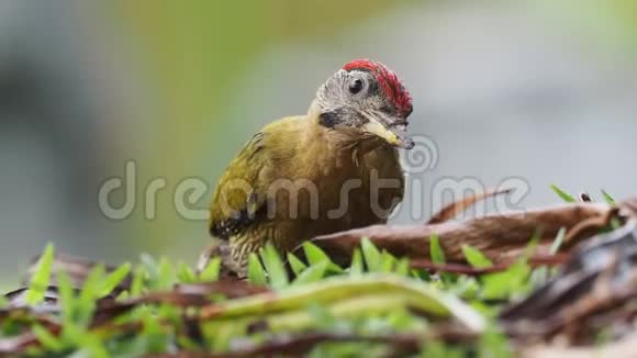 斑纹啄木鸟斑纹啄木鸟的种类在柬埔寨中国印度尼西亚的整个东南亚视频的预览图