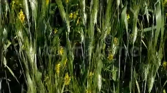 小麦穗视频的预览图