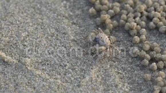 士兵螃蟹或米提里斯杜蒂拉维奇马尼德曼小螃蟹吃腐殖质和在海滩上发现的小动物作为食物不是很好视频的预览图