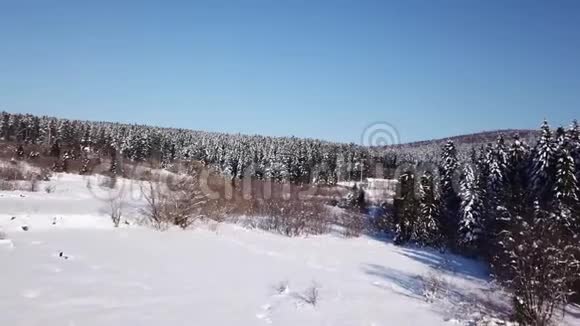 雪落在地上针叶林上空中景观视频的预览图