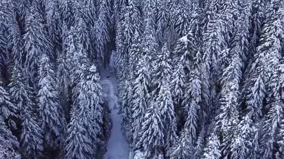 松树上覆盖着雪有一台复印机从上面看空中景观视频的预览图