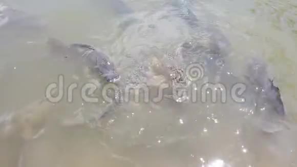 鲤鱼在浅水中喂食视频的预览图
