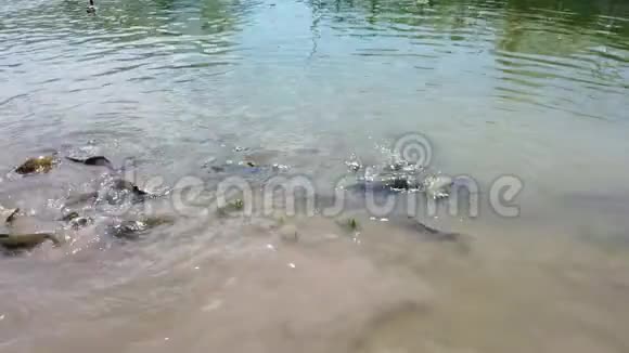 鲤鱼在浅水中喂食视频的预览图