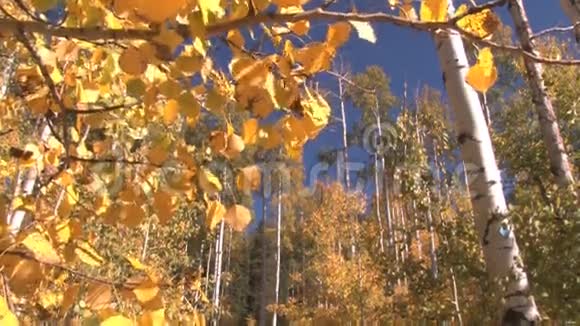 秋天穿过白杨树林视频的预览图