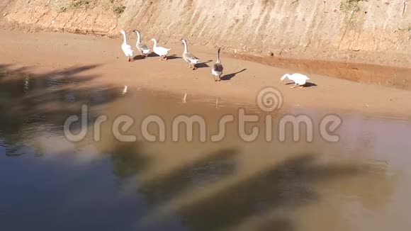 游泳后一群鹅爬河岸视频的预览图