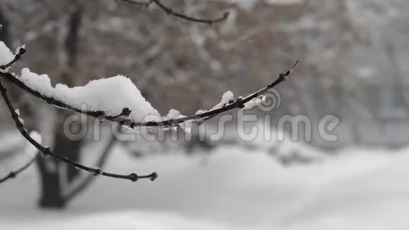 树枝随风摇曳在莫斯科大雪中覆盖着白雪视频的预览图