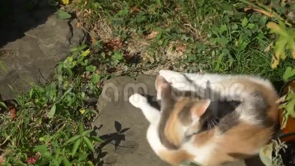 白红猫正躺在草地上洗澡视频的预览图