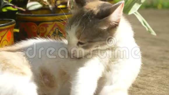 白红猫正躺在草地上洗澡视频的预览图
