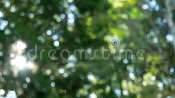 相机盘到背景和阳光通过树木绿叶视频的预览图