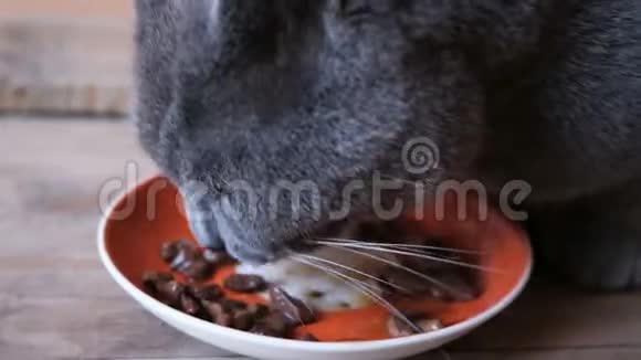 有食欲的英国品种蓝毛猫吃碗里的湿食物和舔视频的预览图