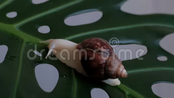 一只大蜗牛沿着一片绿色的植物叶子慢慢地蠕动叶子上有洞喝着水滴视频的预览图