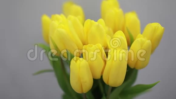 黄色郁金香花白色内部特写视频的预览图