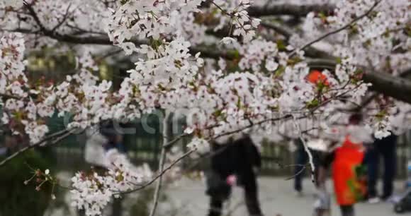游客观樱花樱花节在清道公园中国视频的预览图