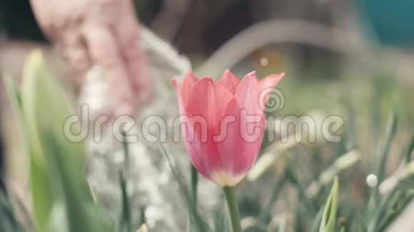 在花园的花坛上浇花郁金香的手中老年妇女视频的预览图