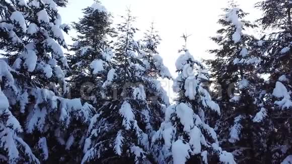 雪落在针叶树上空中观景关门视频的预览图