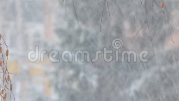 云杉模糊背景下的雪视频的预览图