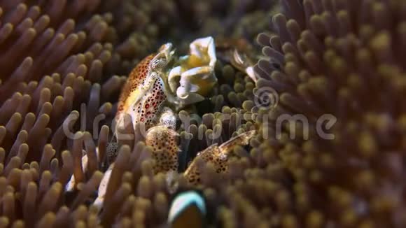 斑点瓷蟹视频的预览图