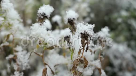 冬天的雪花下雪了视频的预览图