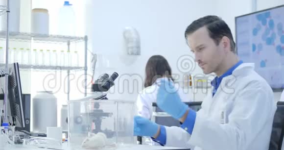 医学研究科学家在笼子里看实验老鼠实验室明亮和现代视频的预览图