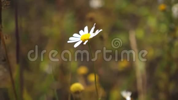 夏天白色的雏菊花在田野里随风摇动特写镜头草地上美丽的春天雏菊视频的预览图