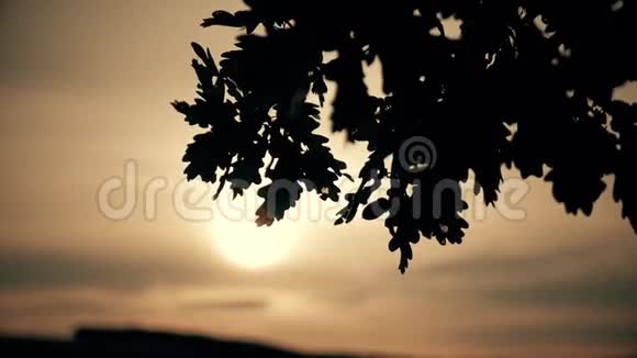 日落背景上的橡树叶剪影视频的预览图