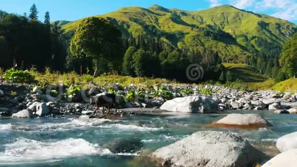 狗在河边散步在大石头上散步阳光明媚的夏日视频的预览图