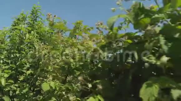 覆盆子和绿色浆果的果实视频的预览图
