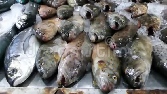 在一个鱼摊里冰鲜鱼视频的预览图