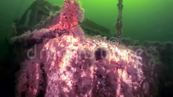 白海绿色海底沉船上的水母视频的预览图