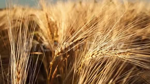 金色成熟的麦穗微微地被微风吹动慢动作120fps全高清1080p慢动作视频的预览图
