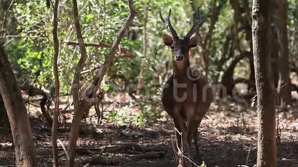 鹿类哺乳动物森林木材高清视频的预览图