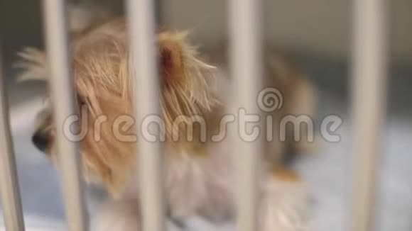 笼子里的小可爱狗小猎犬视频的预览图