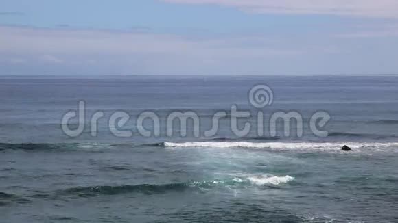 考艾海岸的鲸鱼视频的预览图
