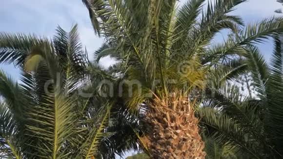 棕榈树的顶端在风中摇曳日期手掌的顶端4K视频的预览图