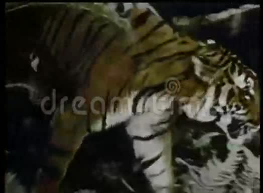老虎在巡逻视频的预览图