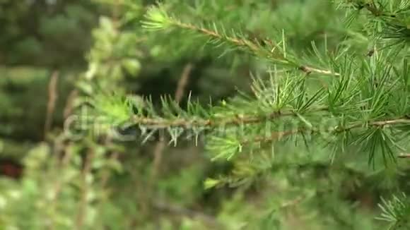 松科木本植物属落叶松或落叶松树枝有细腻的针状绿叶视频的预览图