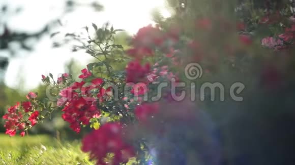 夏天公园花坛里的红花高清视频与bokhe视频的预览图
