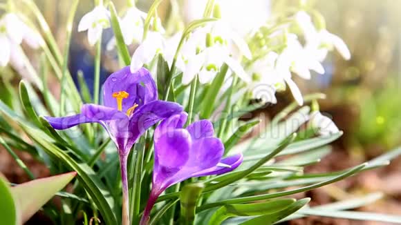 雪花和紫色番红花春天的背景视频的预览图