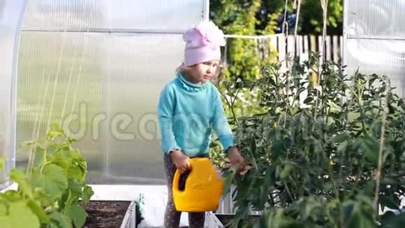 小女孩用浇水罐里的水给温室里的植物浇水视频的预览图