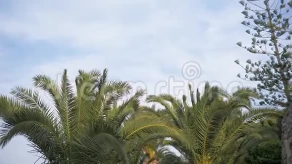 棕榈树的顶端在风中摇曳日期手掌的顶端4K视频的预览图