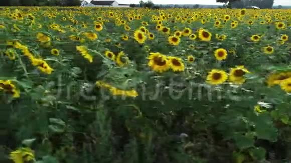 黄昏时向日葵花田追踪拍摄视频的预览图