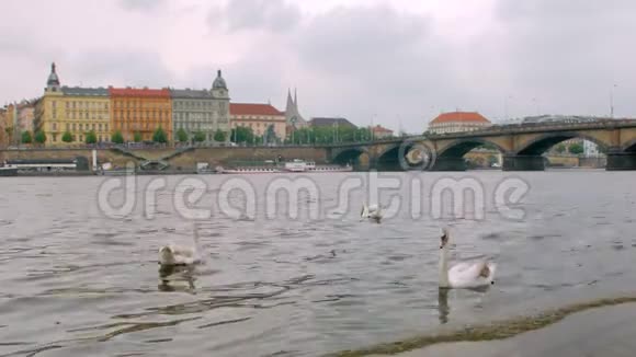 野生天鹅漂浮在布拉格市附近视频的预览图