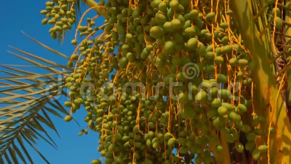 椰枣的绿色果实视频的预览图
