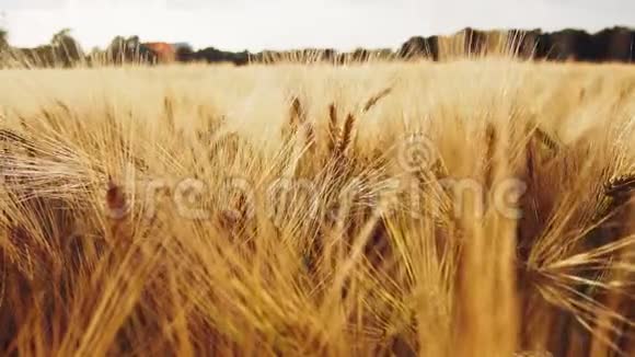 金色成熟的麦穗抵御阳光的照射全高清1080p慢速慢动作视频的预览图