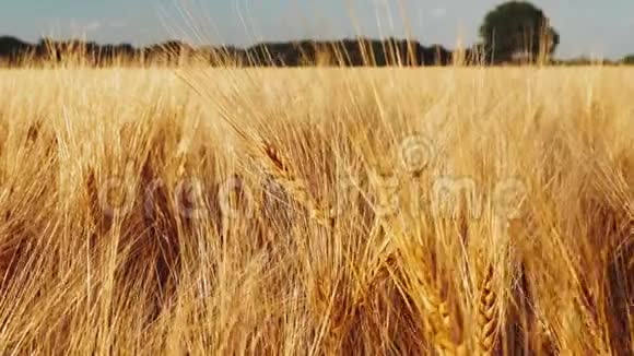 金色成熟的麦穗在农业领域的明亮的天光慢动作视频的预览图