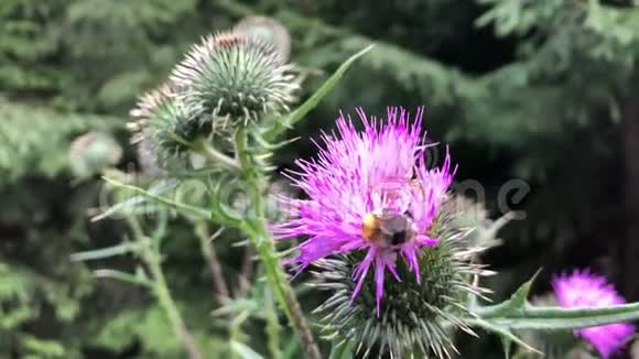 大黄蜂从紫色的花朵中采集花蜜视频的预览图