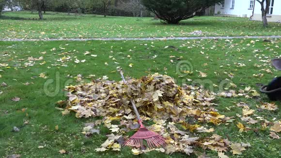女人在院子里的手推车里收集干燥的枫叶秋天4K视频的预览图
