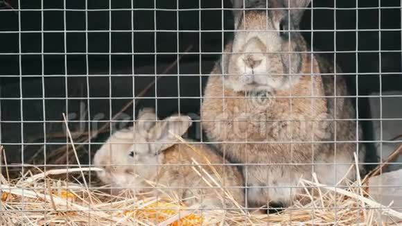 小刚出生的兔子和妈妈一起在笼子里跑着吃东西视频的预览图